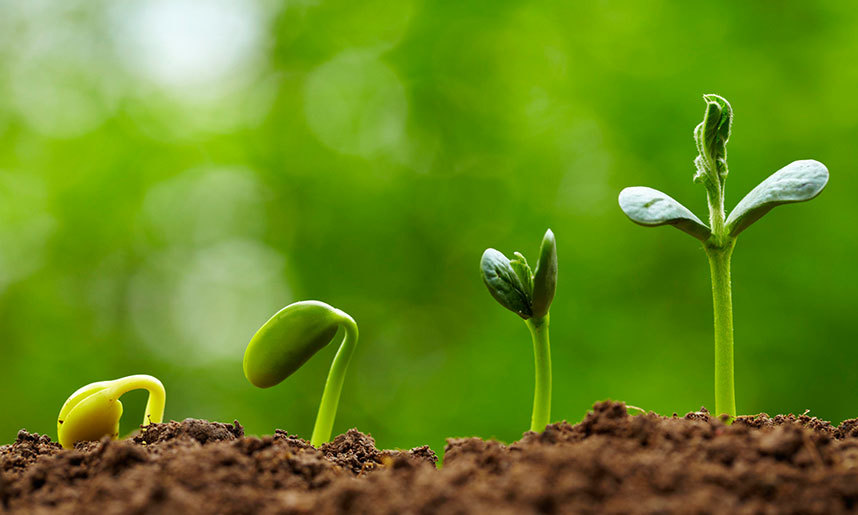 valorizacion_ecoinnovacion_fertilizante_bioestimulante